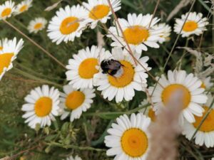 Natuur op zonnepark